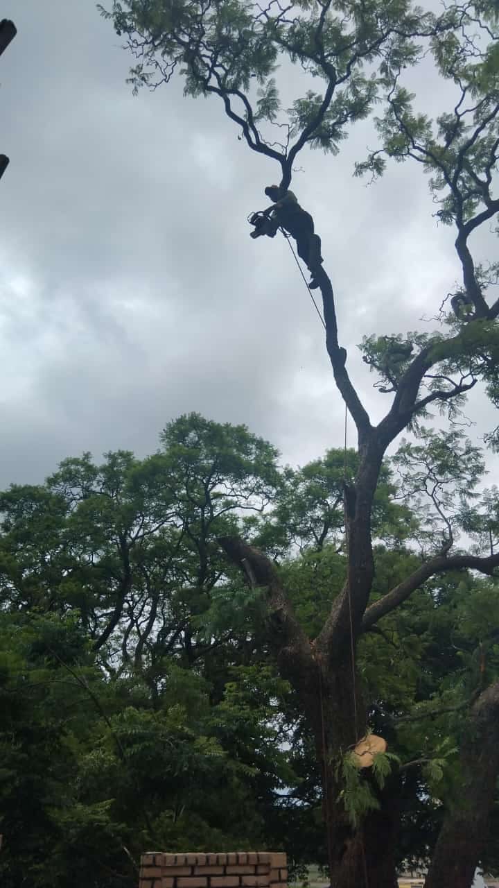 Tree worker carrying out high-canopy work