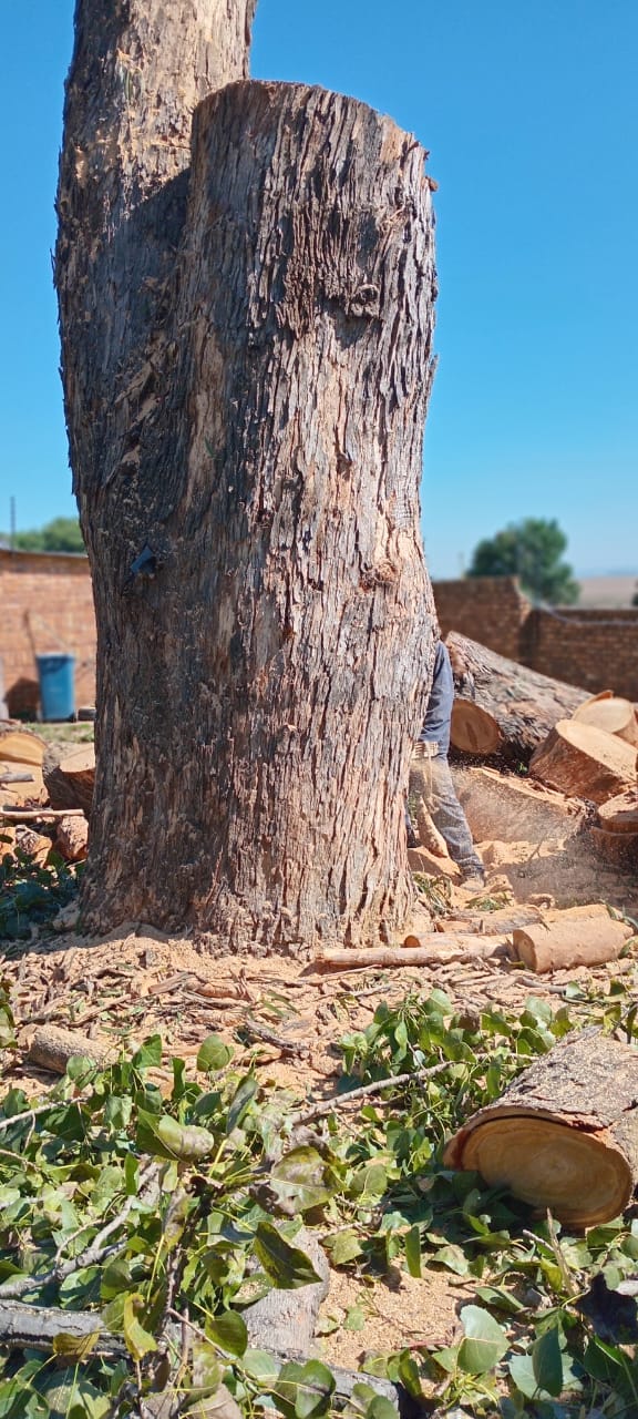 Cut branches and trunk sections during site clearance