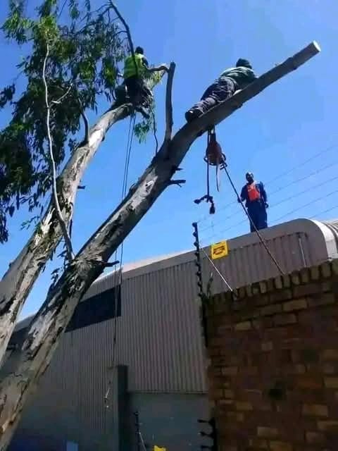 Rope-access tree work beside a commercial building