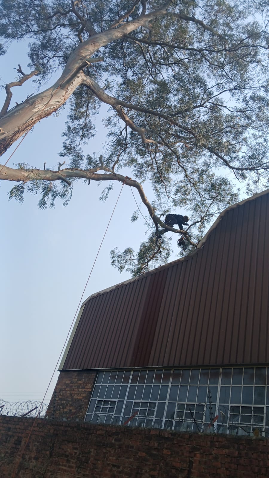 Rope-access tree work above a commercial roof