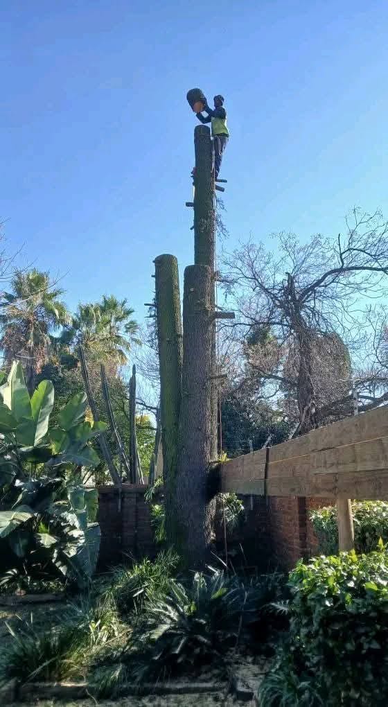 Reduced tree trunks in a residential garden