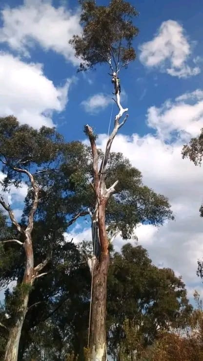 Two tree workers carrying out high-canopy cutting