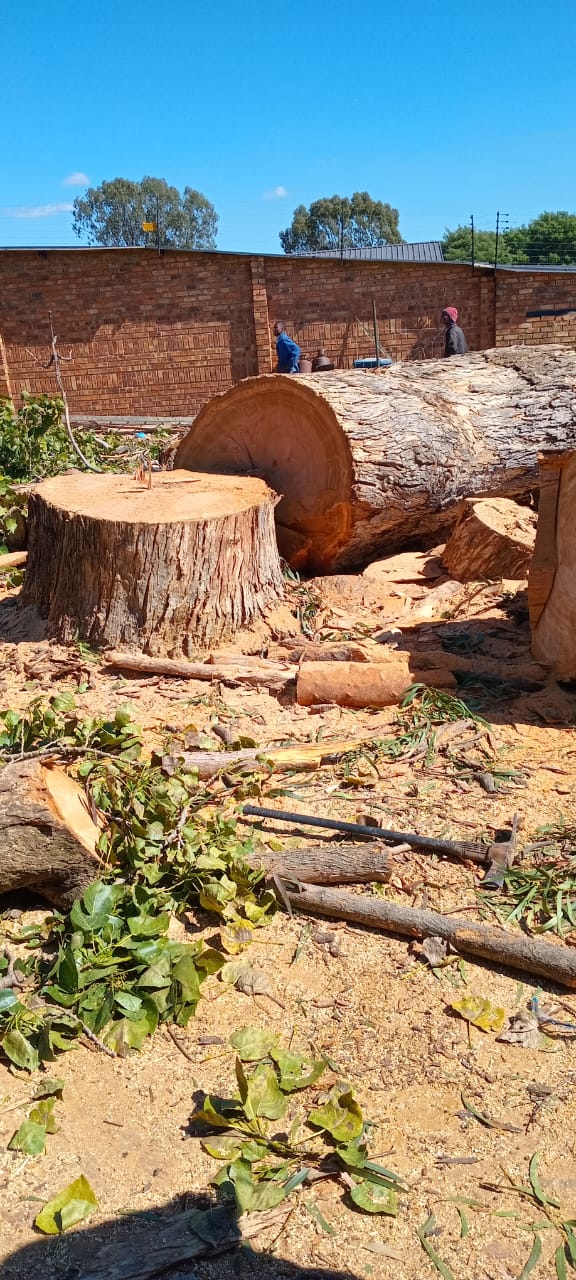 Large trunk sections after tree removal
