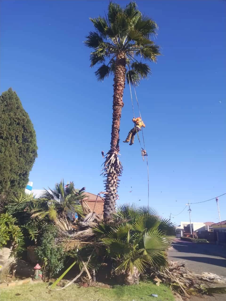 Palm tree cutting carried out above a residential area