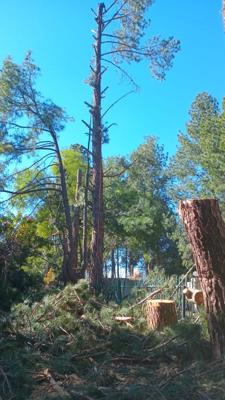 Sectioned pine tree on an active work site