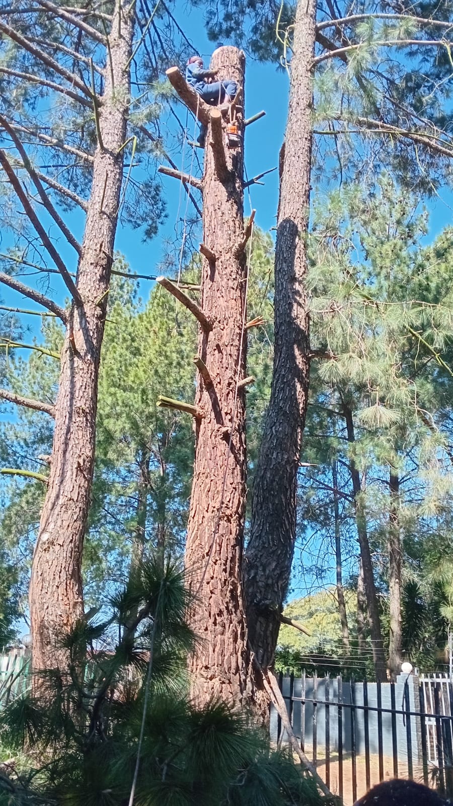 High-canopy removal beside a commercial structure