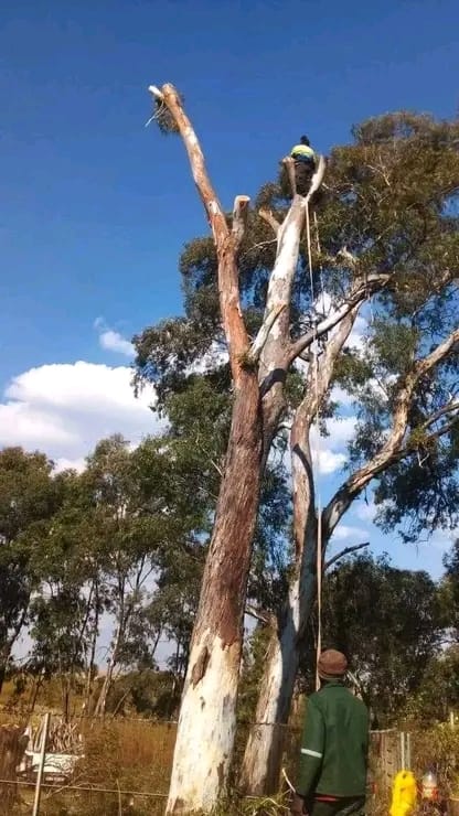Tree worker positioned in a pollarded canopy
