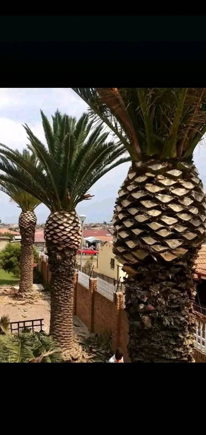 Three residential palm trees after crown pruning