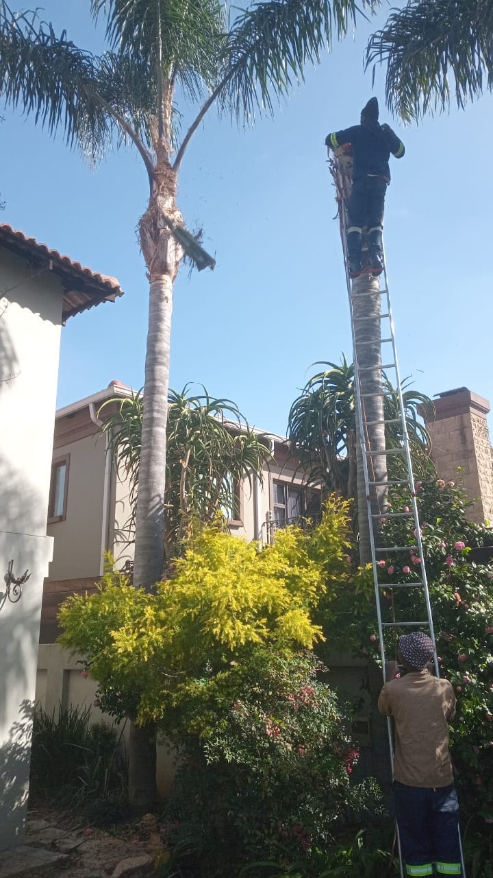 Tall palm work carried out beside a residential property