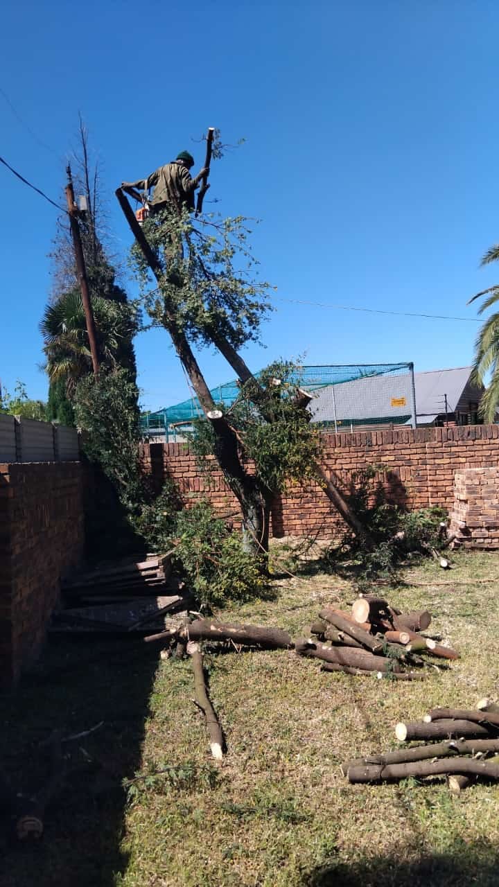 Residential tree pruning in progress