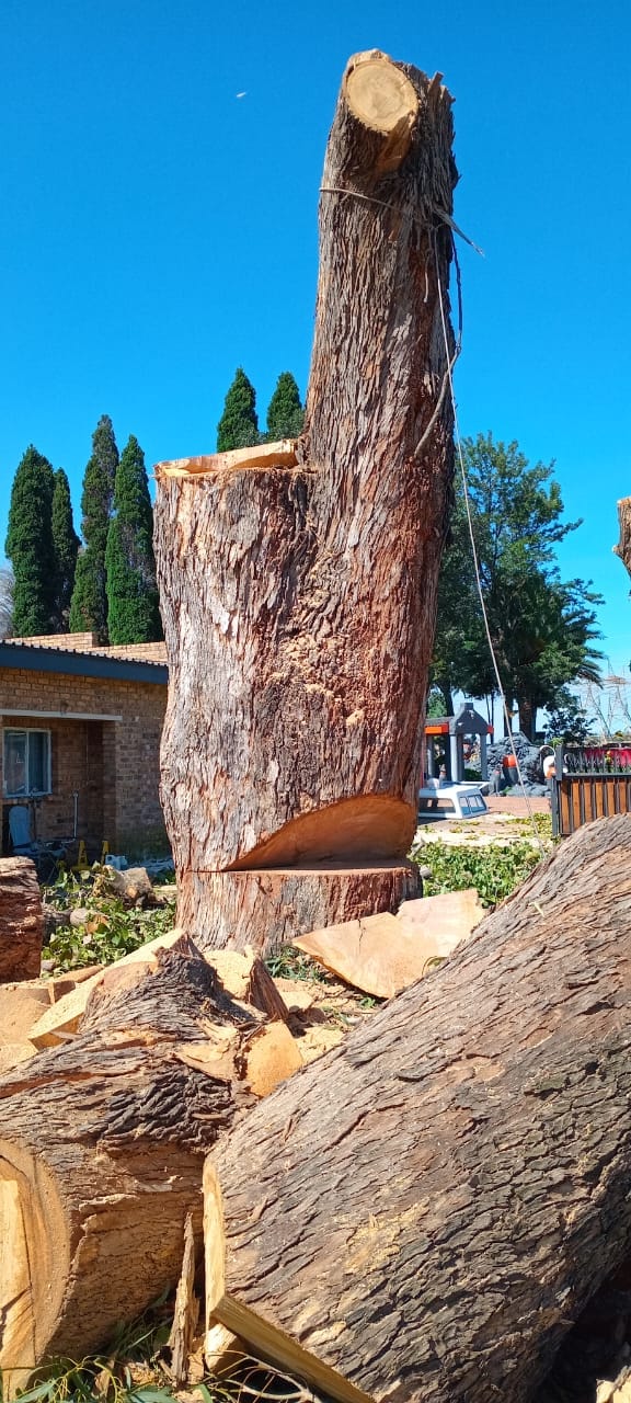 Large tree trunk being removed in controlled sections