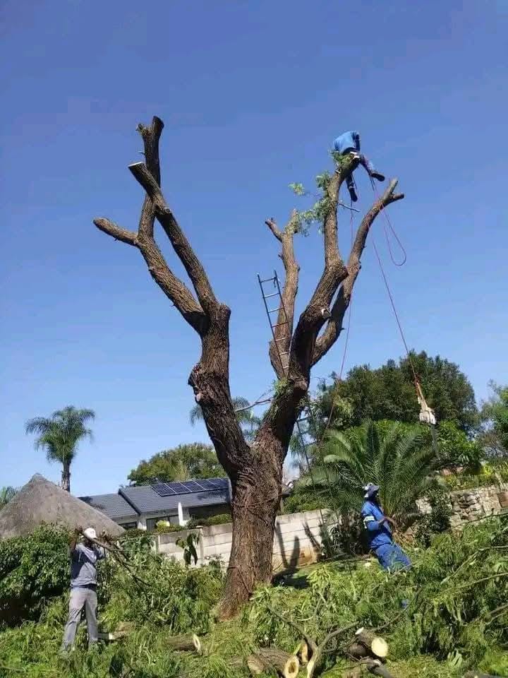 Tree-care team cutting and clearing a residential tree