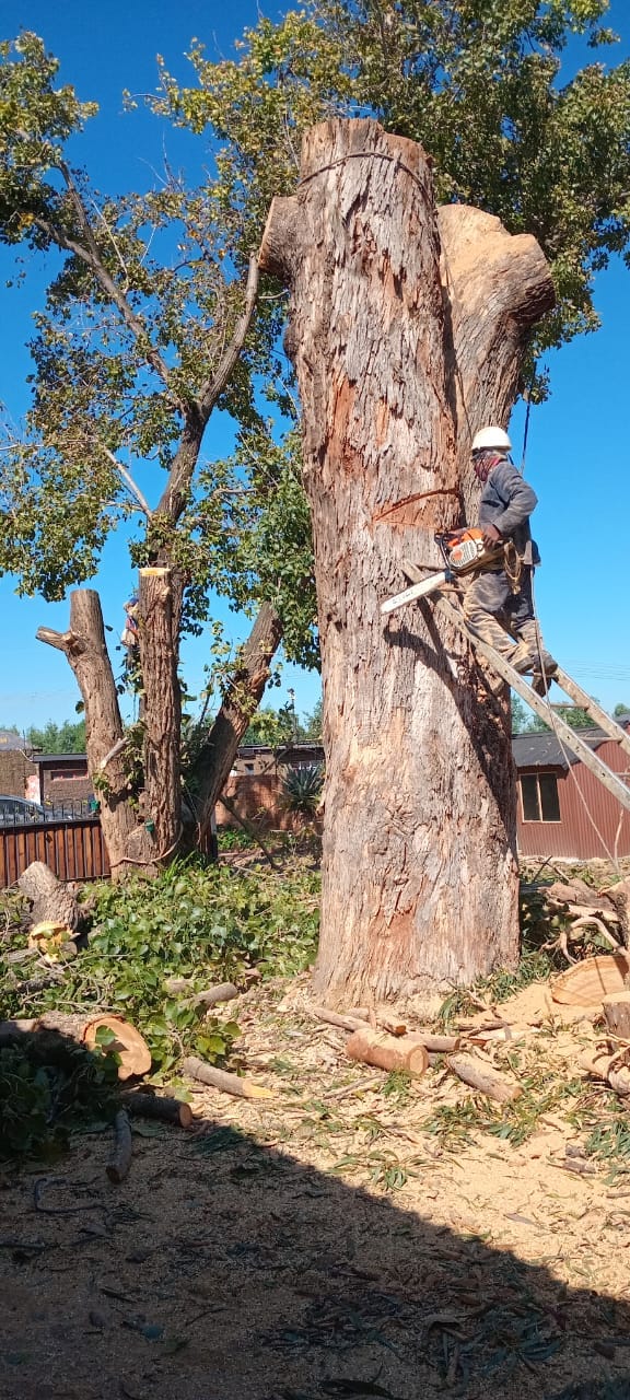 Worker cutting a remaining section of a large trunk