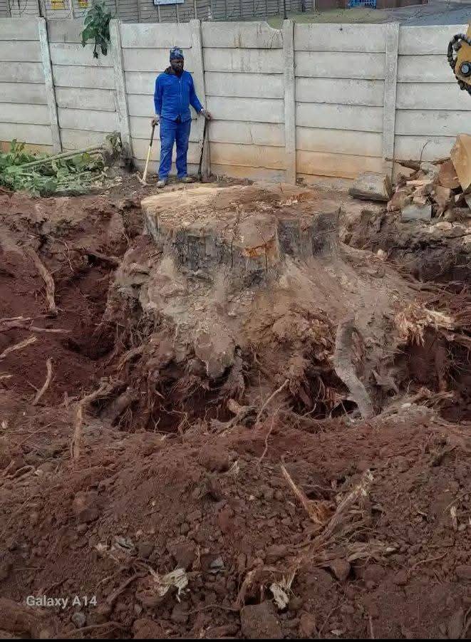 Large stump and roots exposed for removal