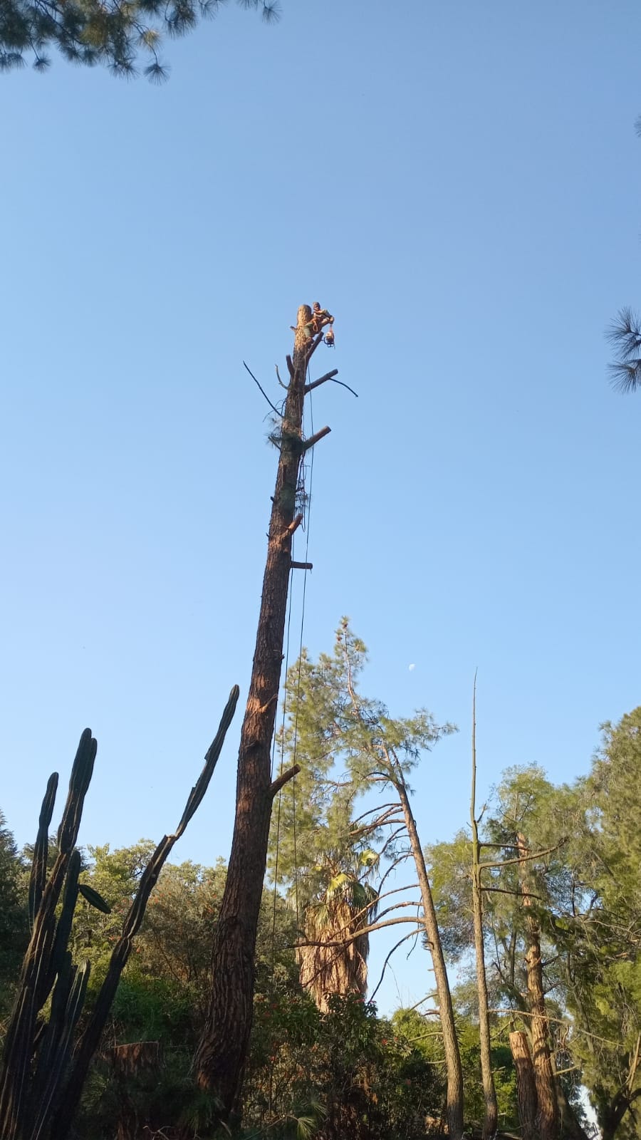 Climber positioned at the top of a sectioned tree