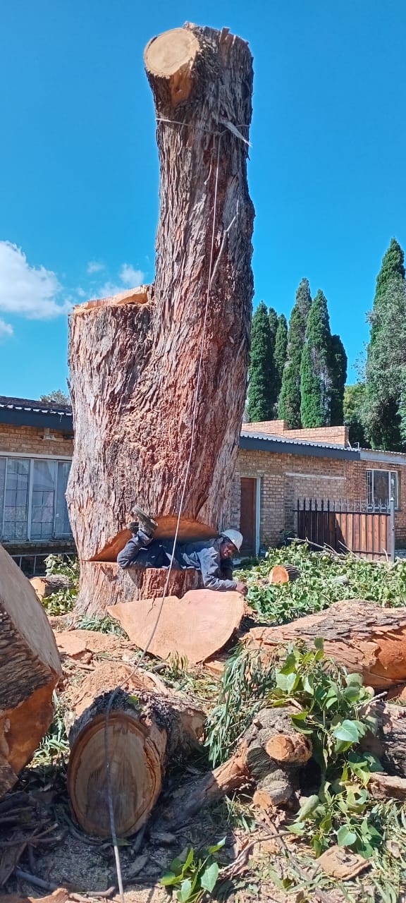 Large tree trunk reduced above a residential garden