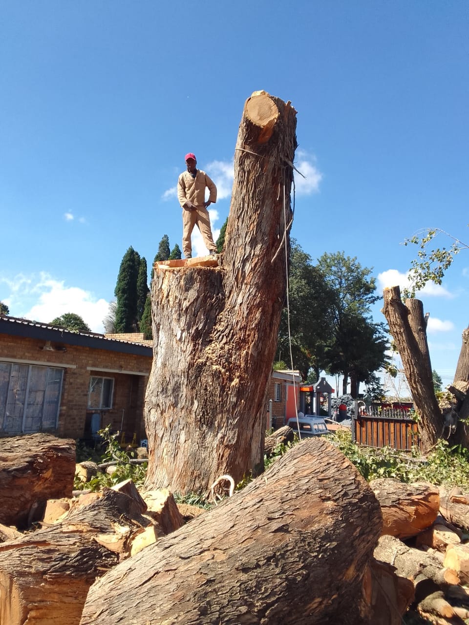 Saul Tree Felling worker beside a sectioned tree trunk