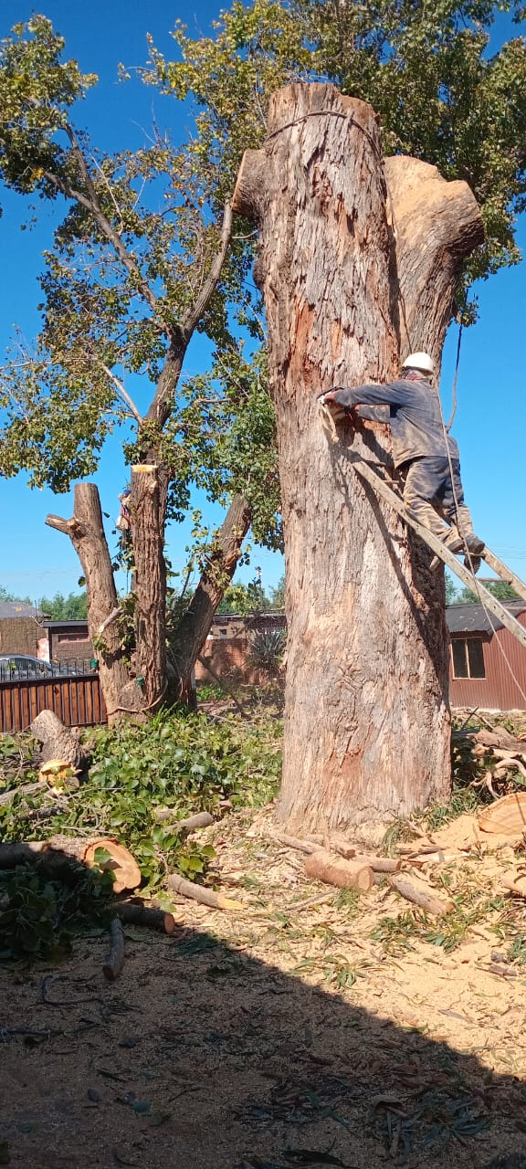 Worker beside a large trunk during sectional removal