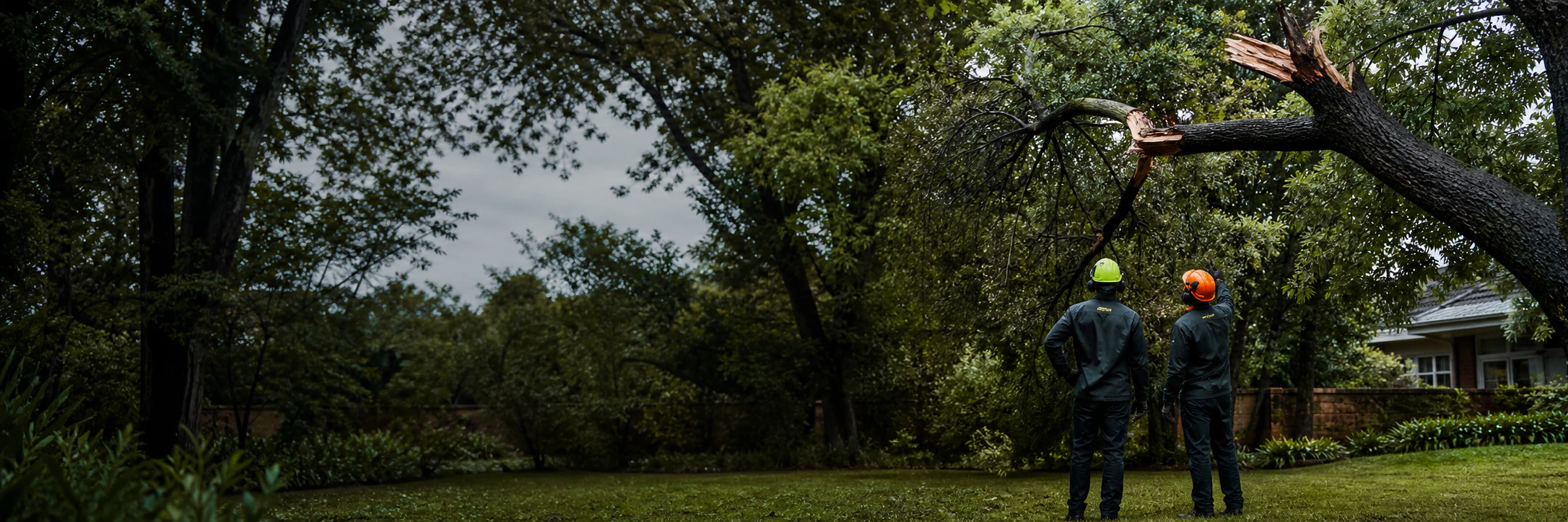 Professional assessment of a storm-damaged tree