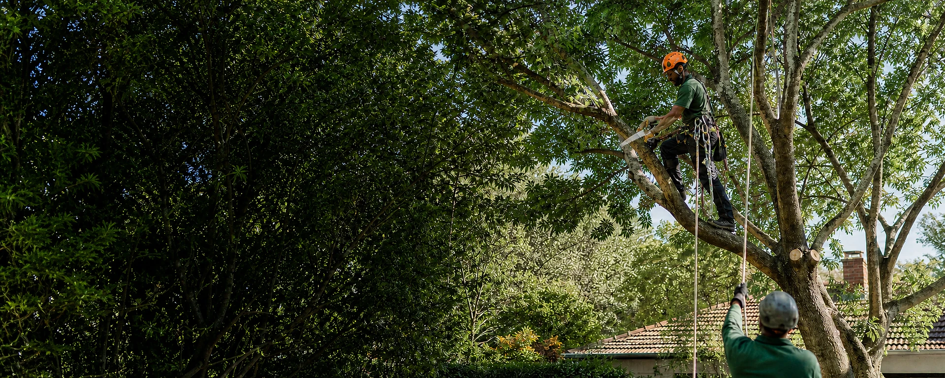 Careful pruning work in a mature tree